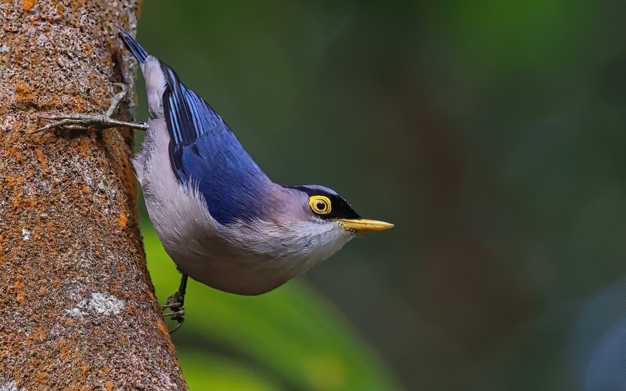 Yellow-billed Nuthatch