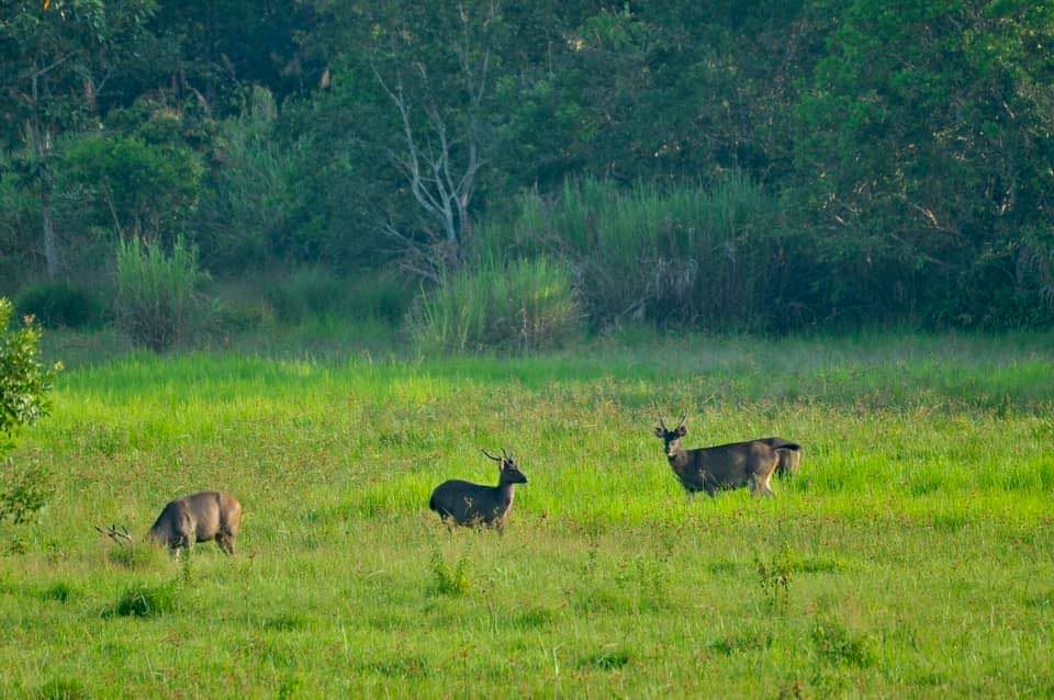 • Cat Tien is one of the most important sites in Vietnam for the conservation of large mammals