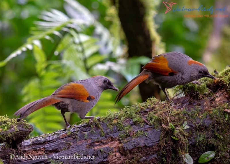 Birding in Ngoc Linh Nature Reserve, is it possible?