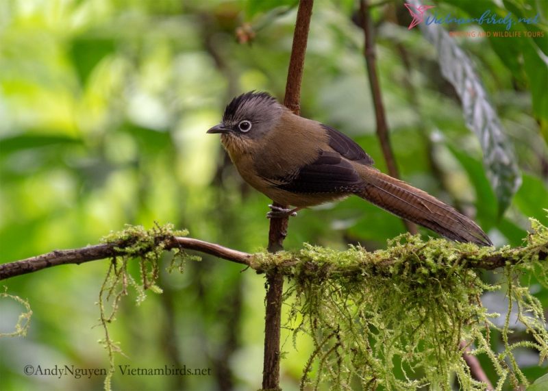 Why Ngoc Linh is a must-try birding destination?
