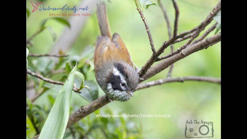 fansipan-mountain-birding