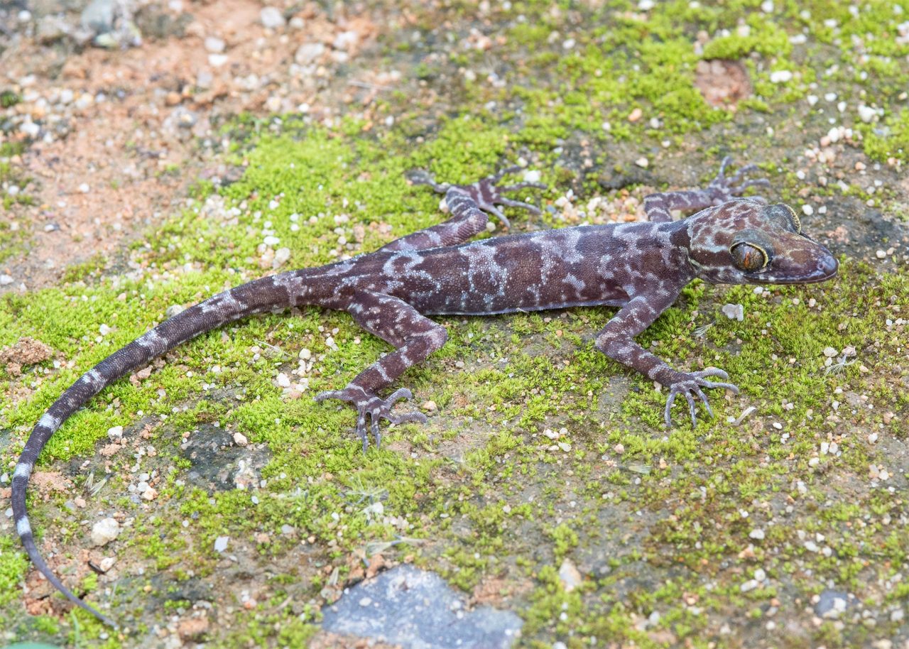 geckos tours vietnam