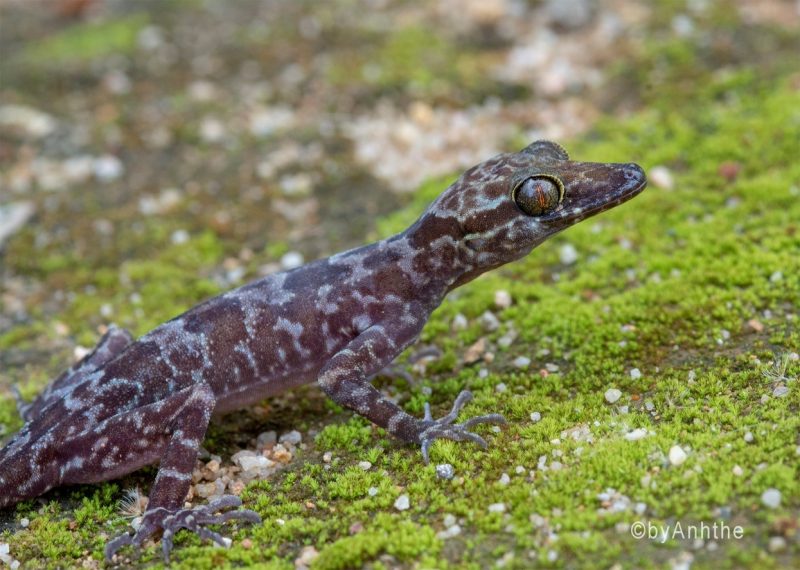 Cyrtodactylus raglai