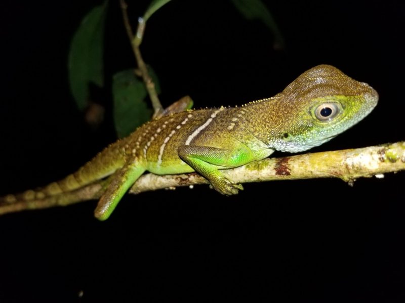 A NEW GRANITE CAVE-DWELLING BENT-TOED GECKO FROM VIETNAM OF THE CYRTODACTYLUS IRREGULARIS GROUP