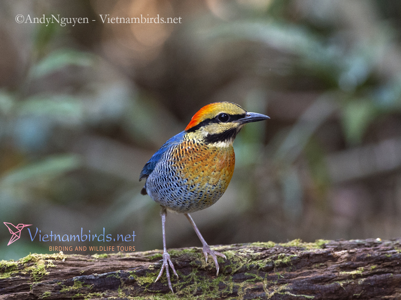 Blue Pitta