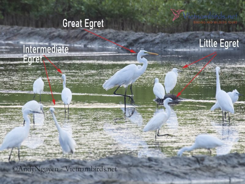 Identification Keys and Tips - White Egrets and Herons