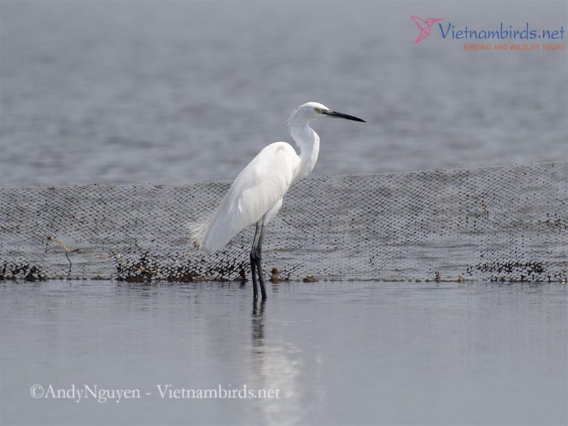How to Identify for Egret group? - Vietnam Bird Watching and Wildlife Tours