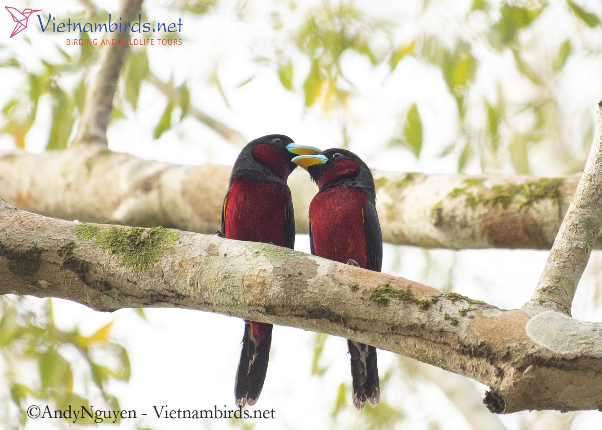 How will you rent a car and transport service for your birding trip in ...