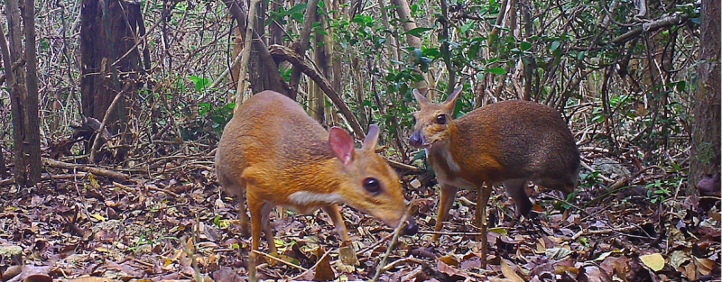 Banner image: Two silver-backed chevrotain caught on camera trap. The species has only recently been rediscovered after being last seen in 1990. Image courtesy of GWC.