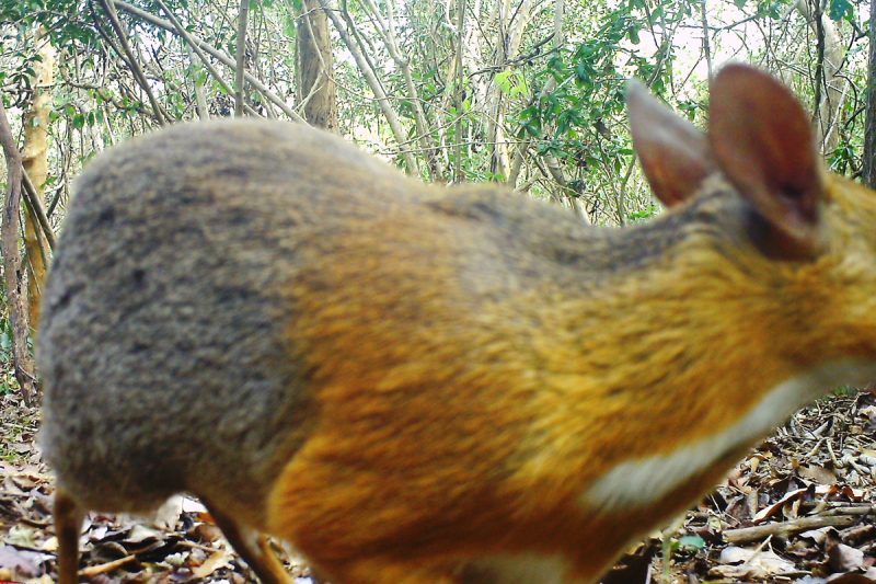 https://vietnambirds.net/wp-content/uploads/2022/04/ncs015__ct015__2018-05-19__16-04-4410__Silver-backed-chevrotain.1200-800x533.jpg