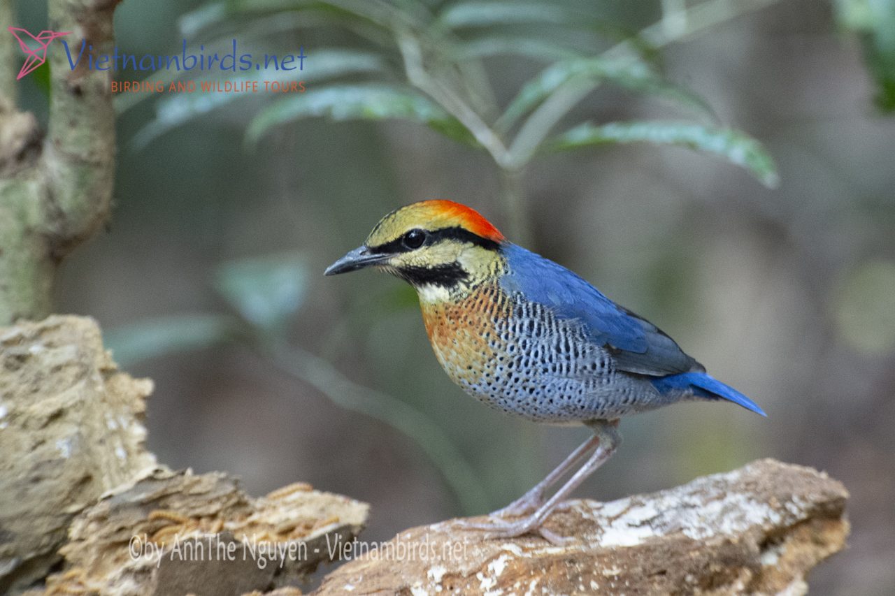 Blue pitta