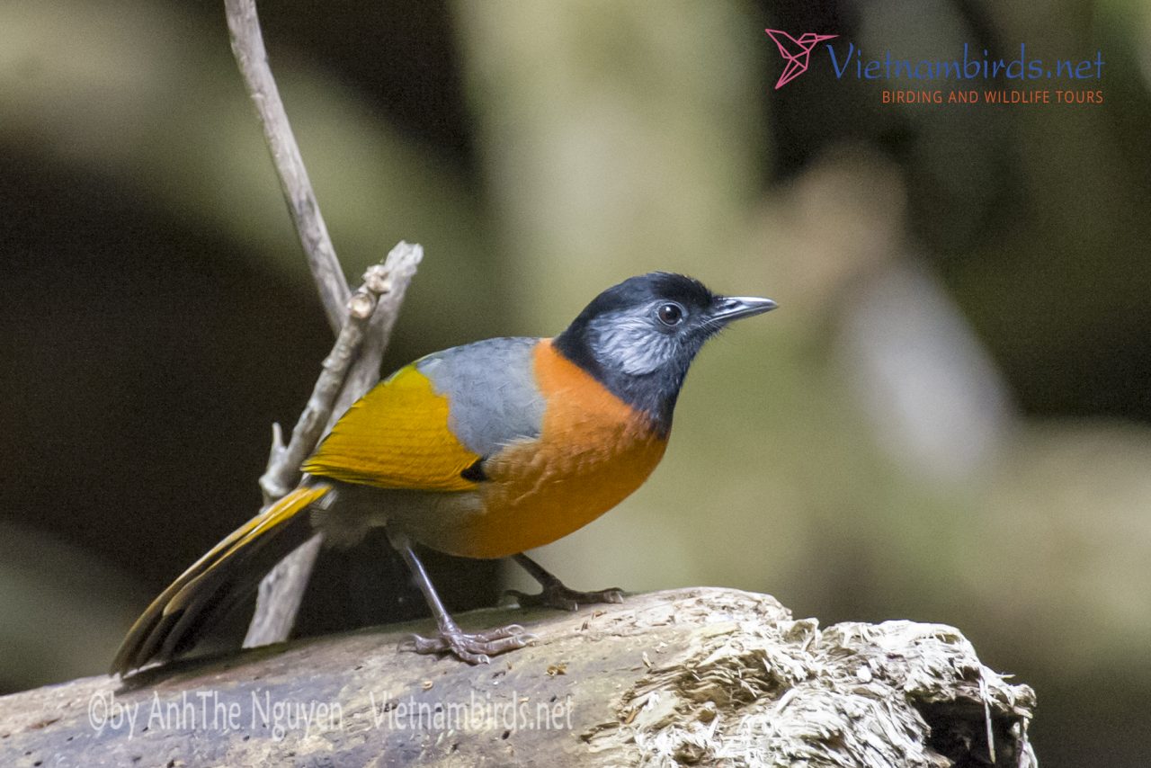 Collared laughingthrush