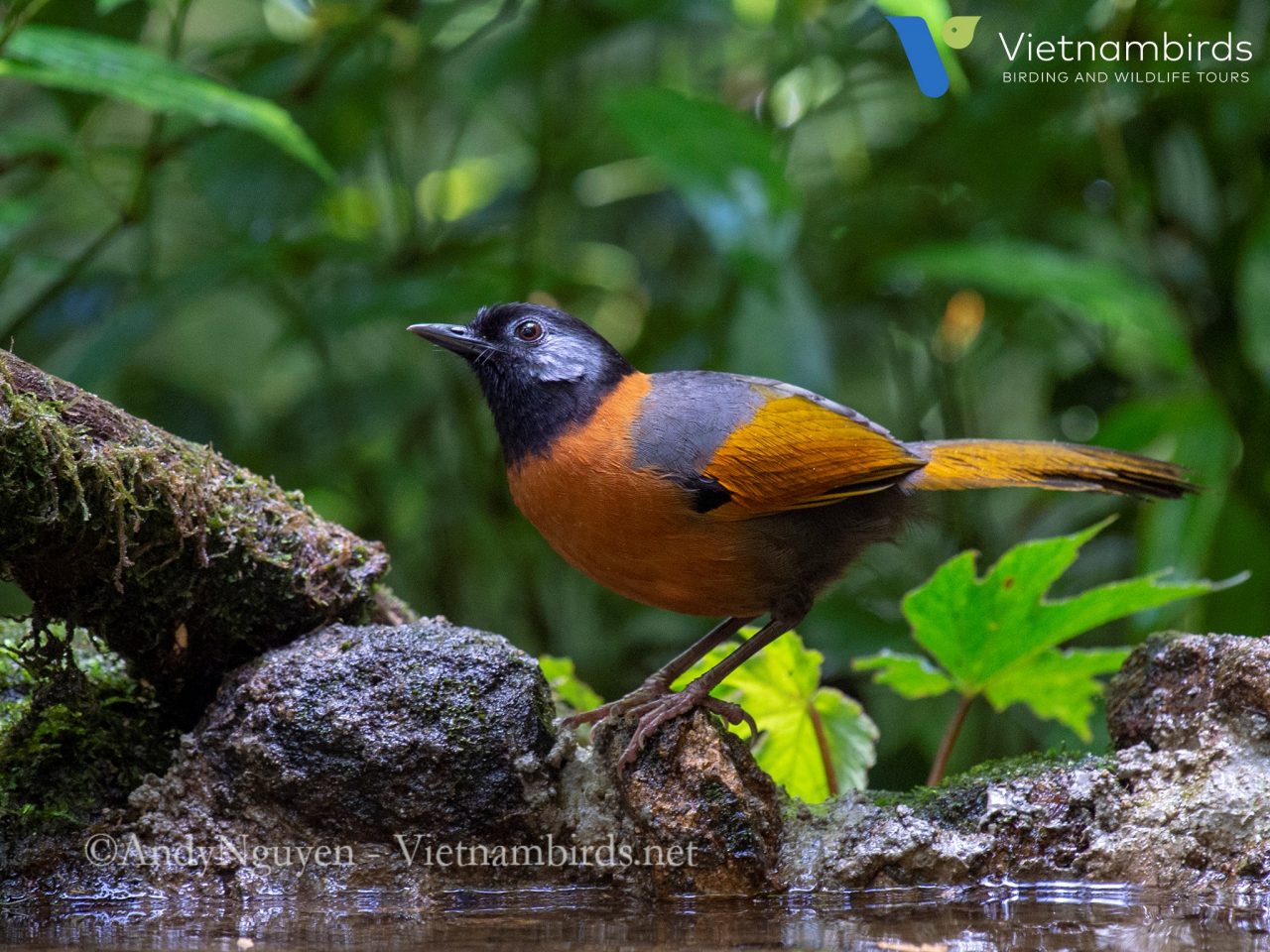 Wildlife in Bidoup Nuiba National Park?