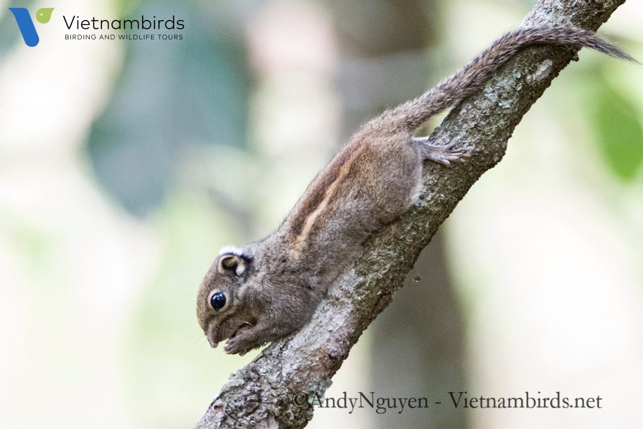 Wildlife in Bidoup Nuiba National Park?