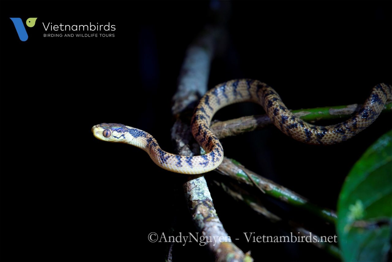 Wildlife in Bidoup Nuiba National Park?