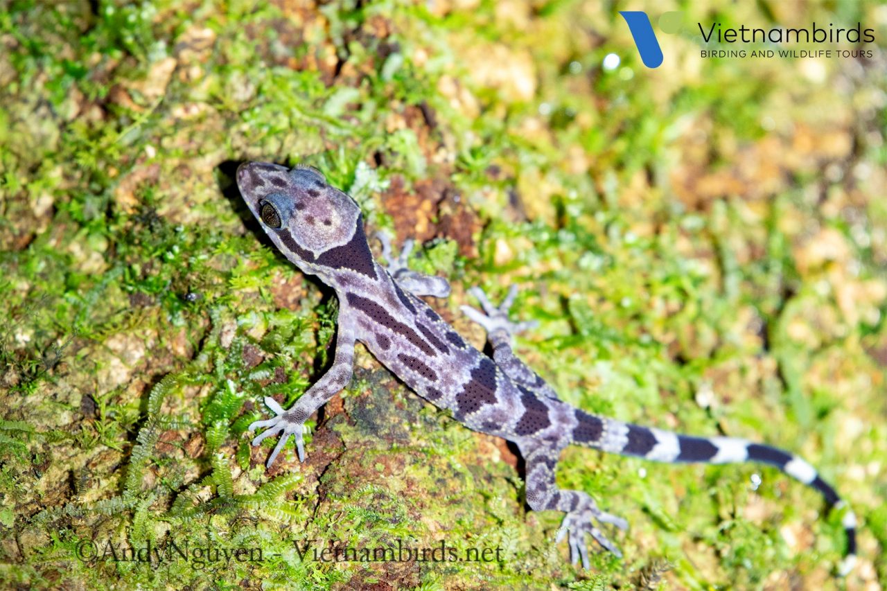 Wildlife in Bidoup Nuiba National Park?