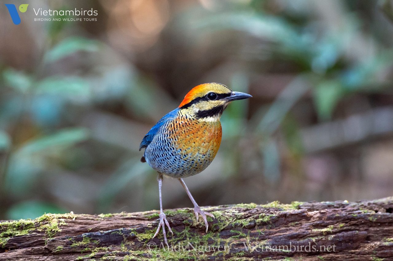 What types of birds we may find in Bidoup Nui Ba National Park?