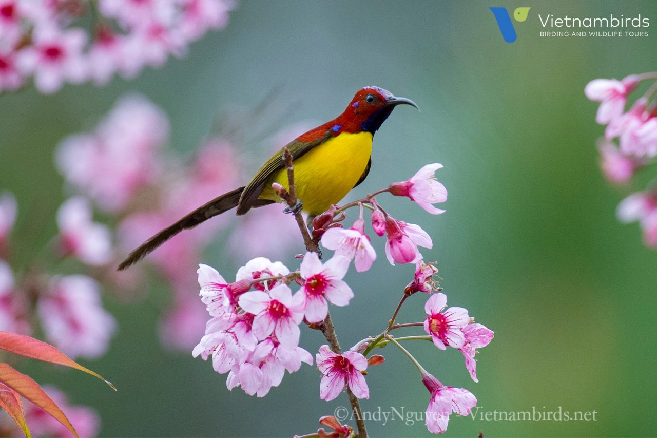What types of birds we may find in Bidoup Nui Ba National Park?