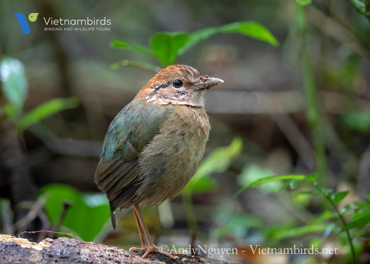 What types of birds we may find in Bidoup Nui Ba National Park?