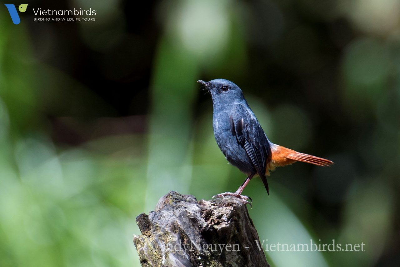 What types of birds we may find in Bidoup Nui Ba National Park?