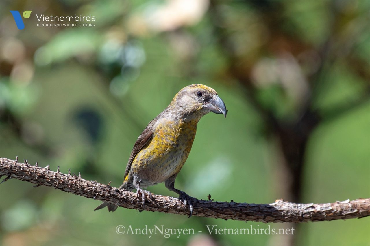 What types of birds we may find in Bidoup Nui Ba National Park?