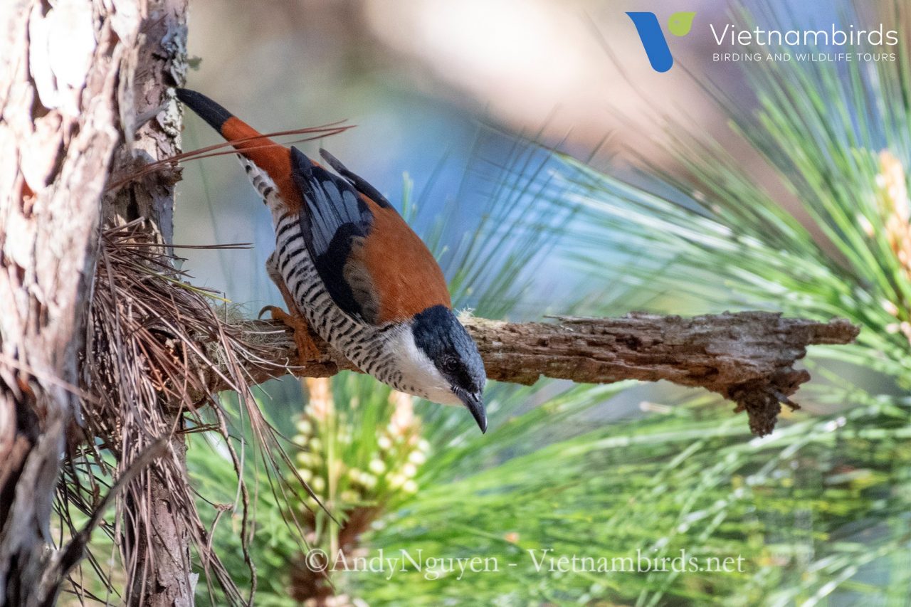 Wildlife in Bidoup Nuiba National Park?