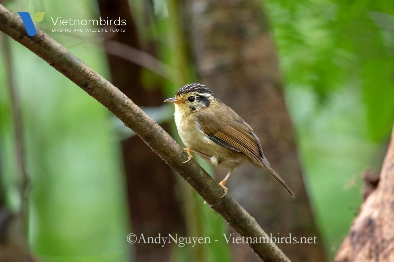 Wildlife in Bidoup Nuiba National Park?