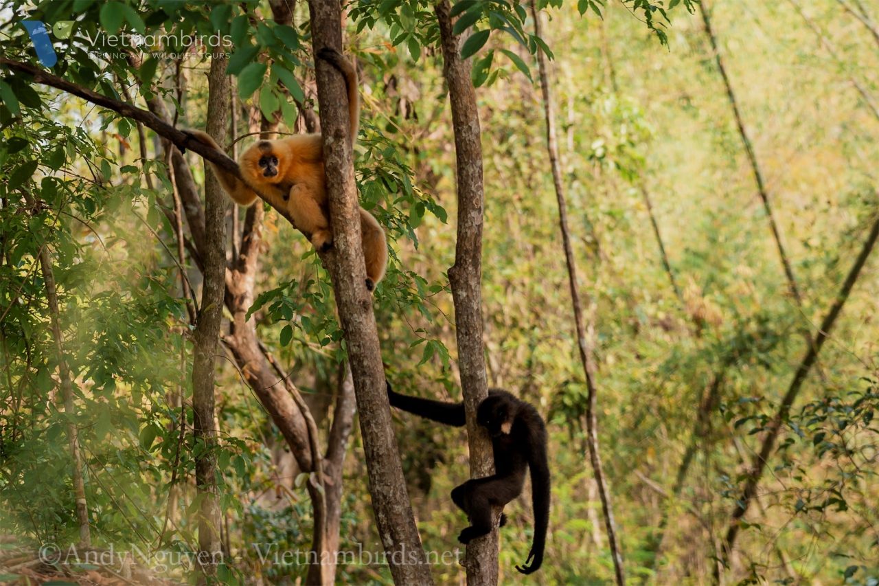 How is the wildlife in Cat Tien National Park?