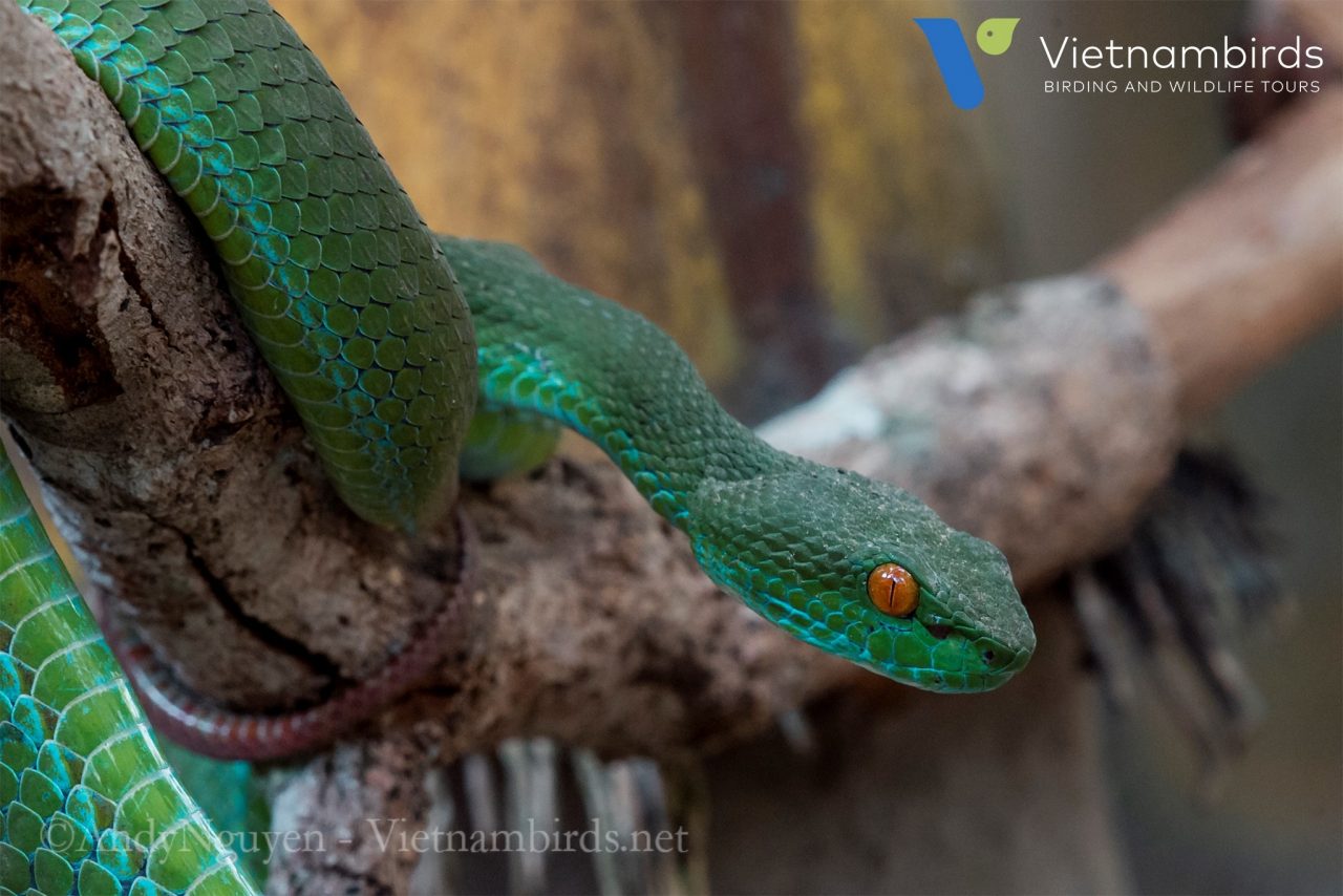 How is the wildlife in Cat Tien National Park?