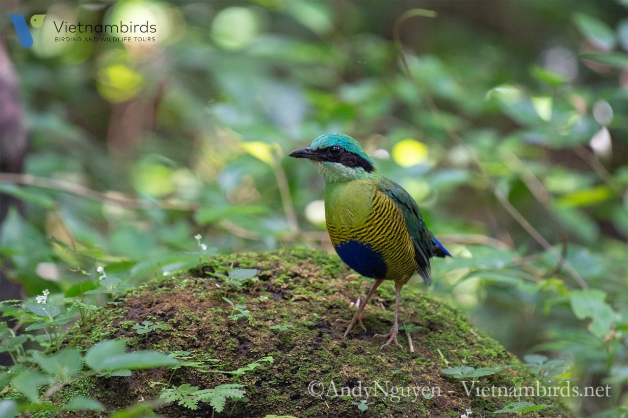 Birds in Cat Tien National Park?