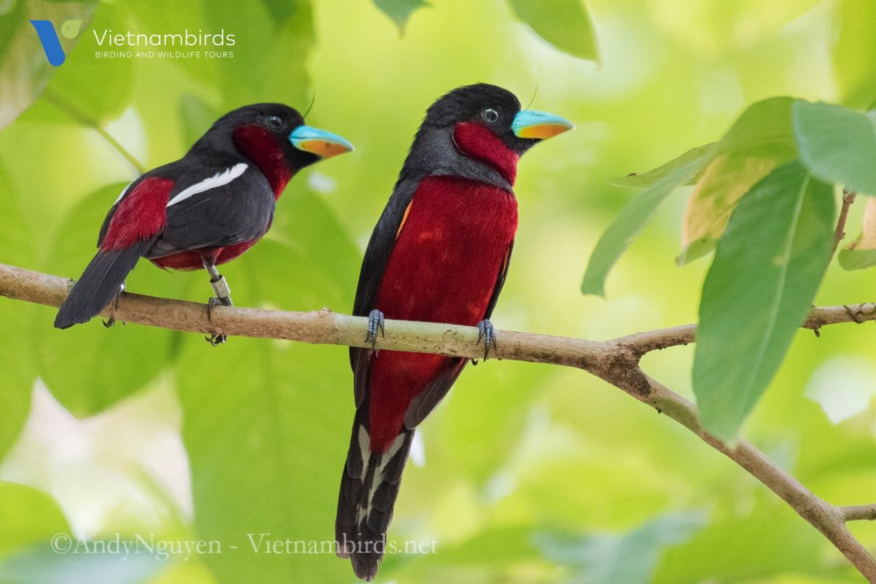 Birds in Cat Tien National Park?