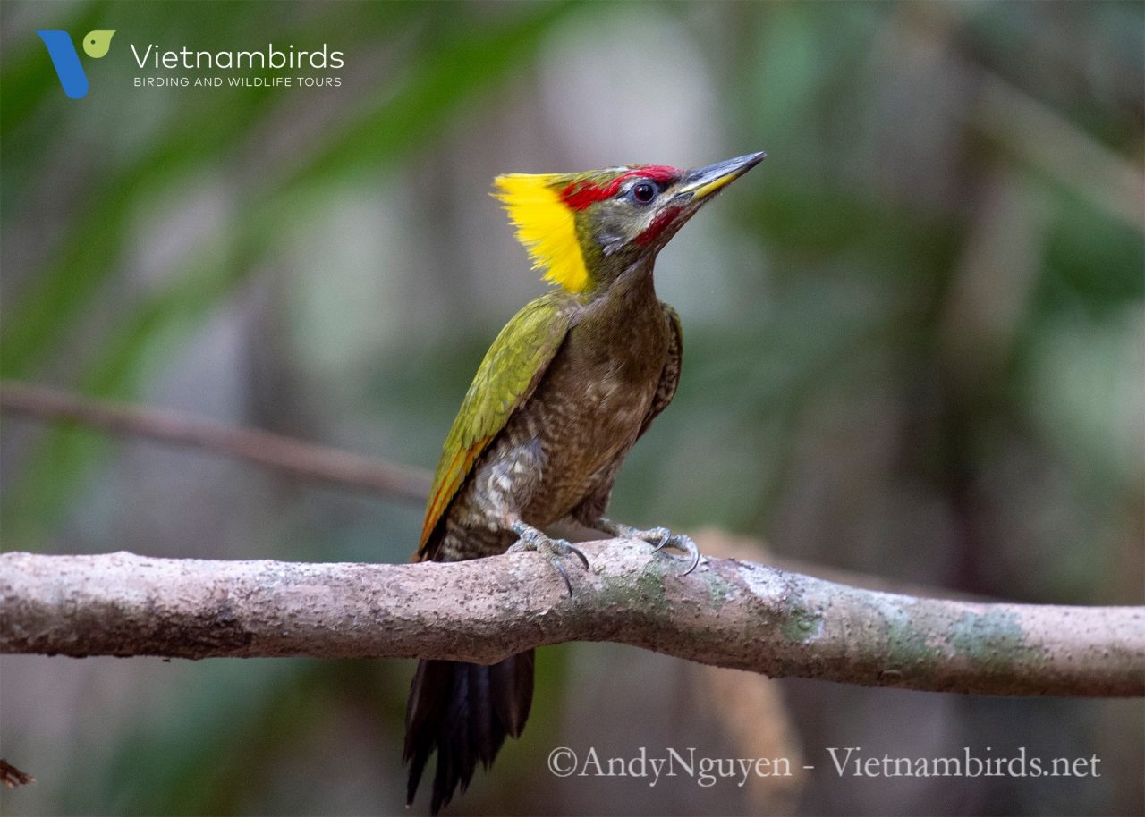 Birds in Cat Tien National Park?