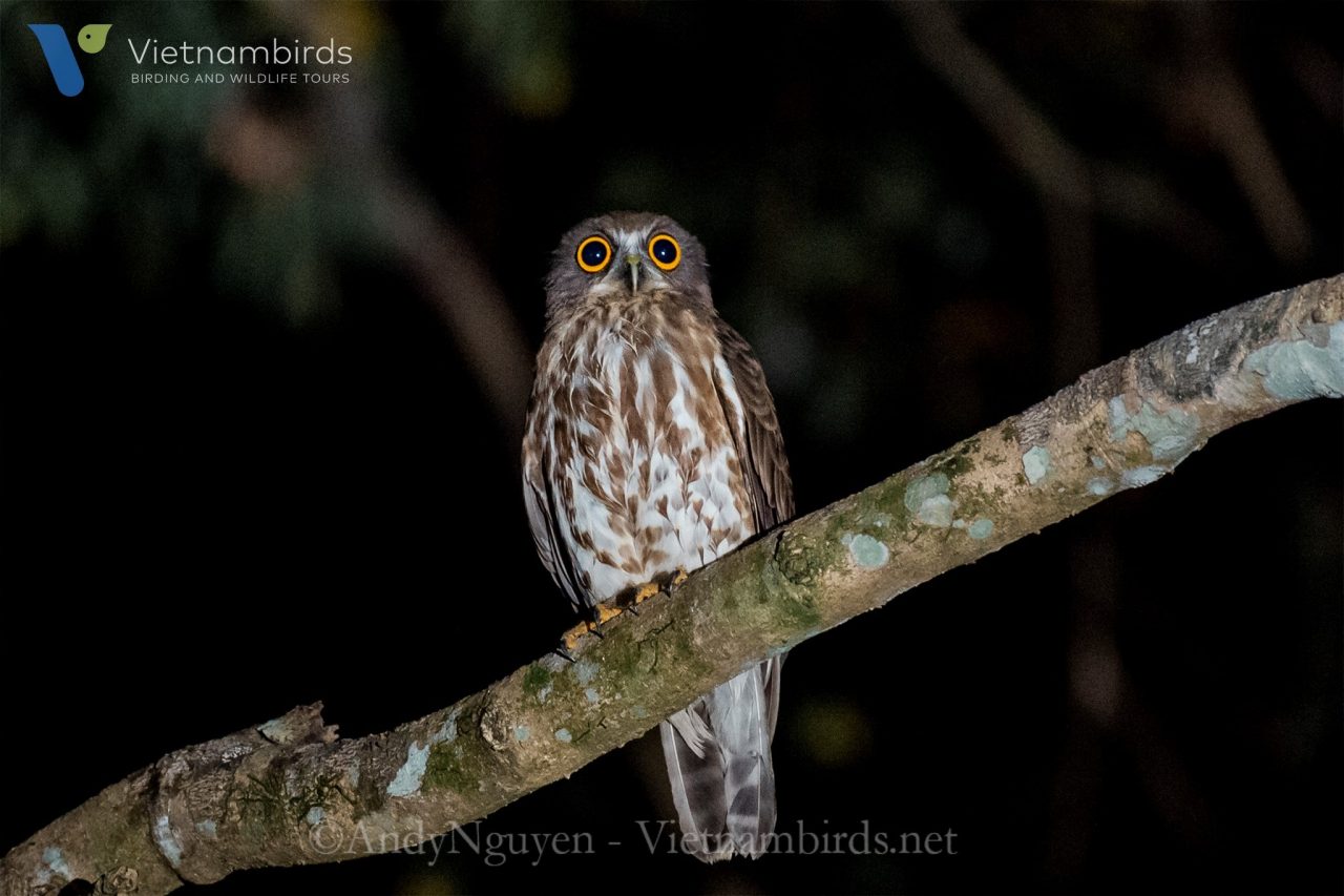 Birds in Cat Tien National Park?