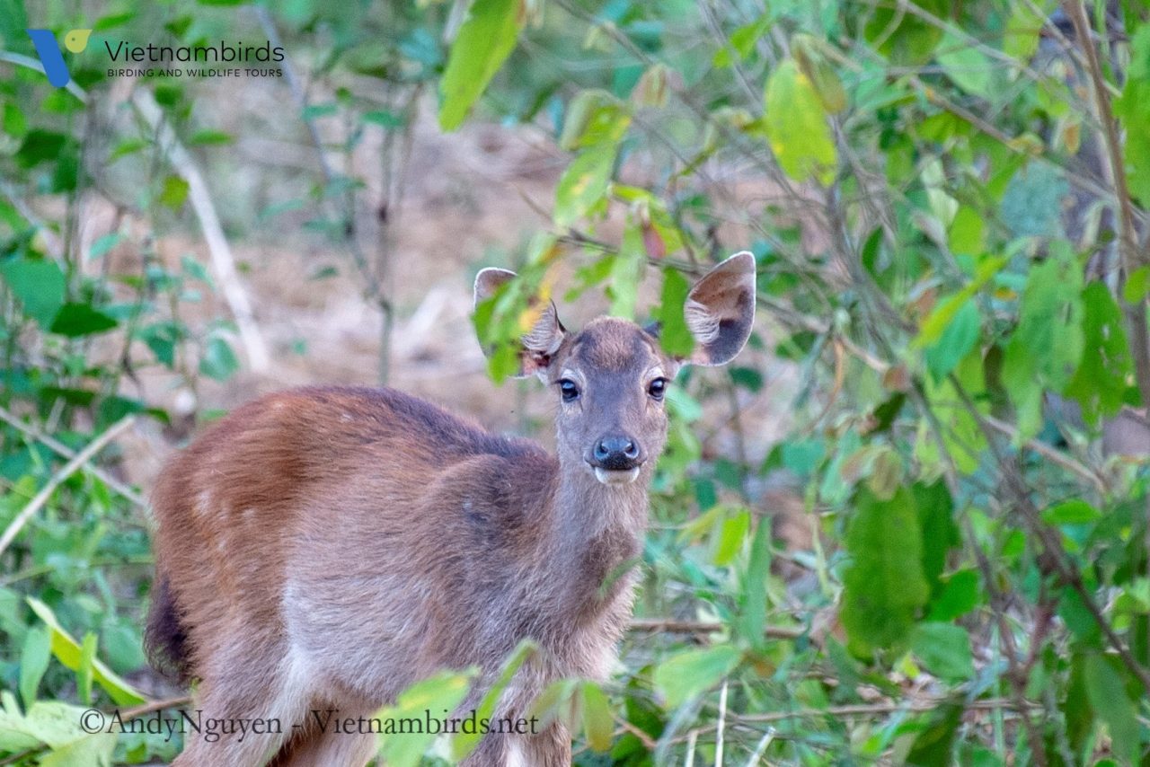 How is the wildlife in Cat Tien National Park?