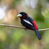 Black and red broadbill