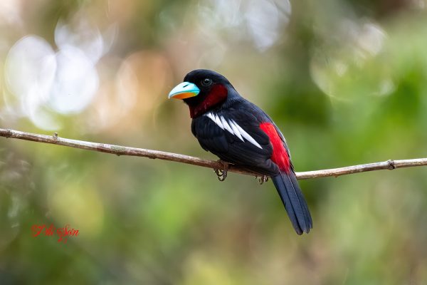 Black and red broadbill