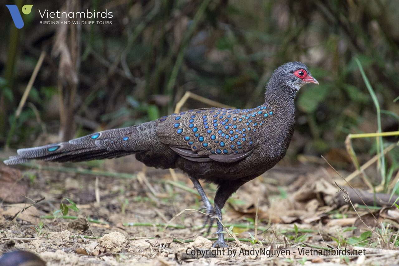 Germain's peacock pheasant