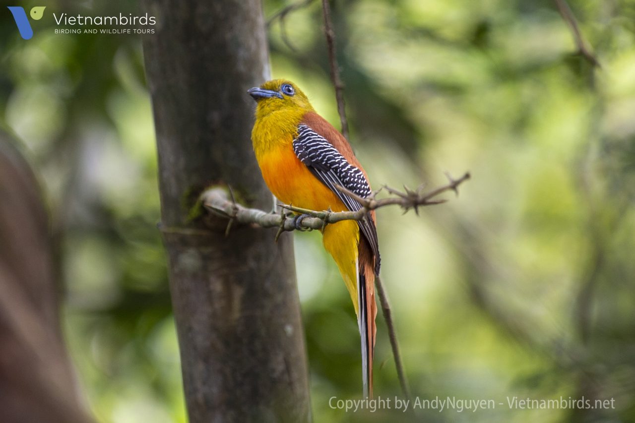Orange breasted Trogon