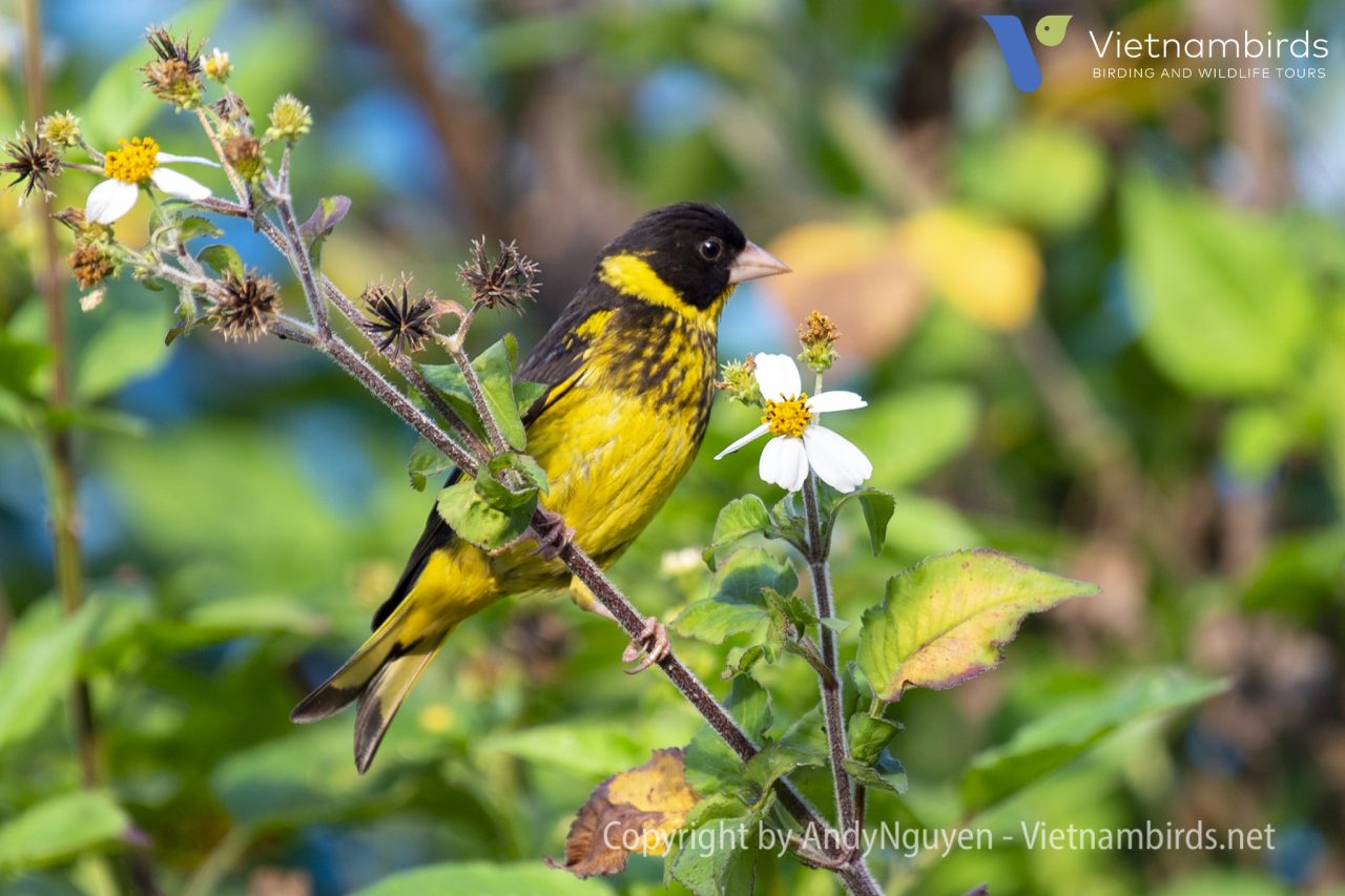 Vietnamese Greenfinch
