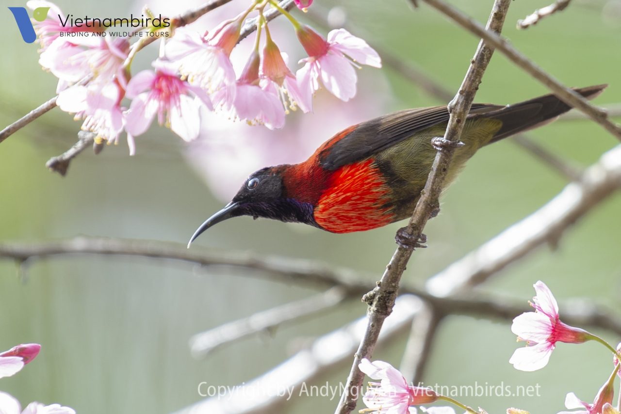 Langbian Sunbird