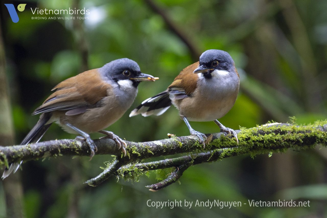White cheeked laughingthrush