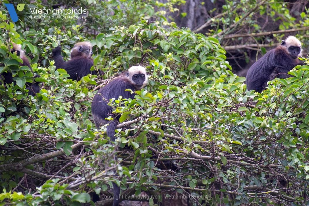 Cat Ba langur
