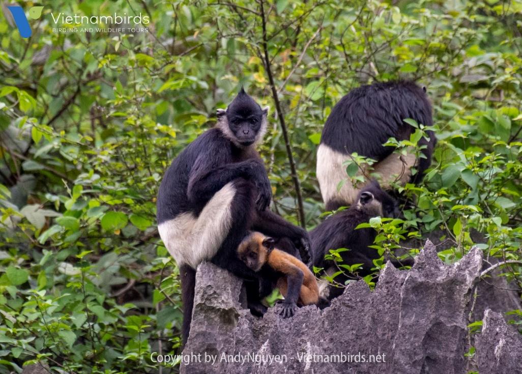 Delacour’s langur.