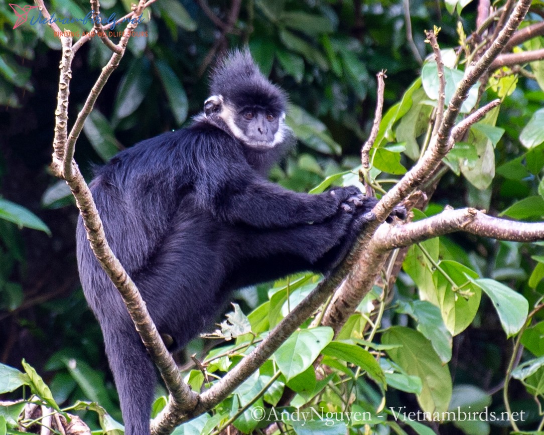 Hatinh langur