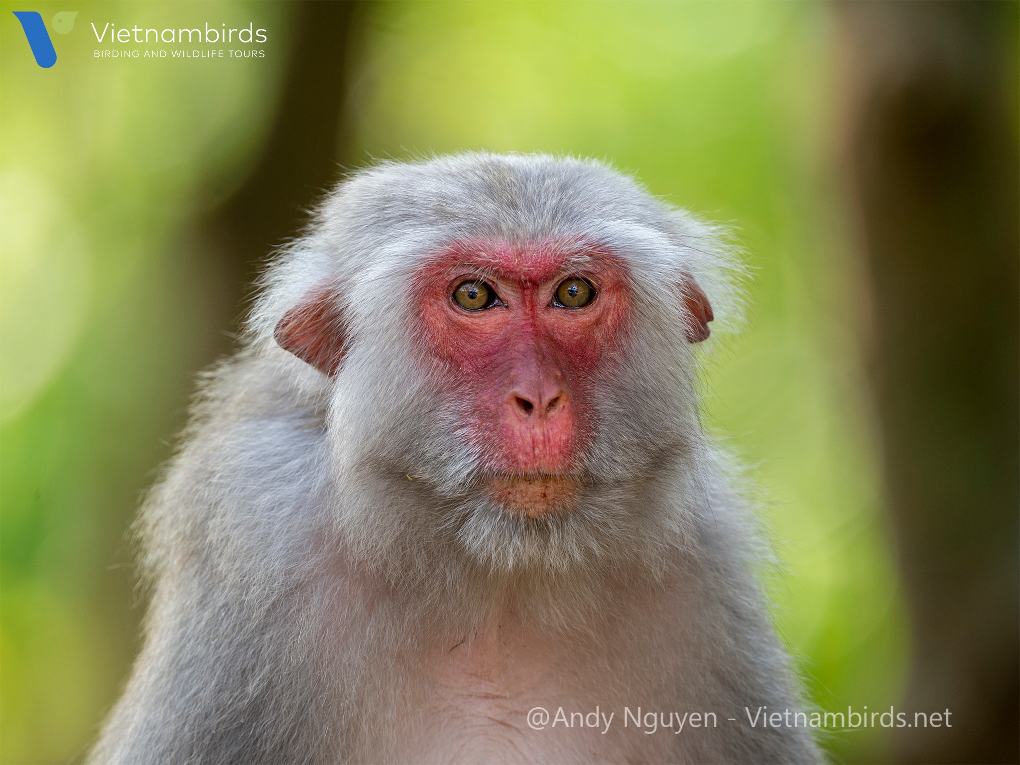 Rhesus macaque