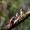 Silver breasted Broadbill