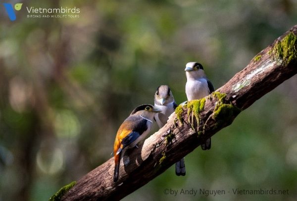 Silver breasted Broadbill
