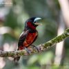 Black and red broadbill