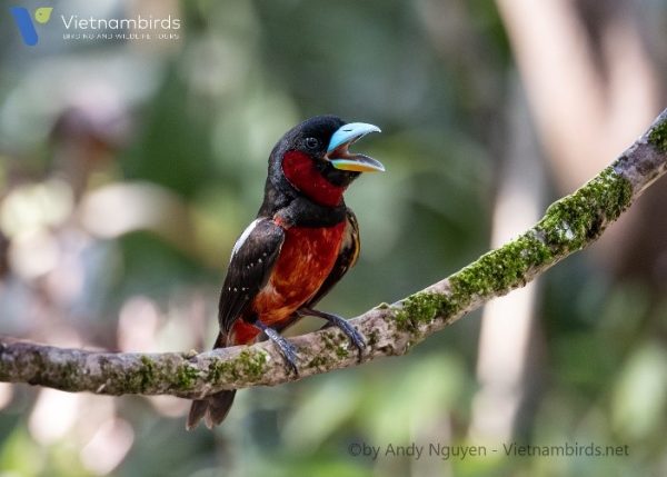 Black and red broadbill