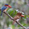 Banded Kingfisher